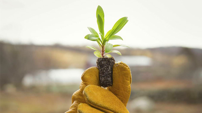 Corporate_Social_Responsibility_Hand_Holding_Plant Corporate_Social_Responsibility_Hand_Holding_Plant